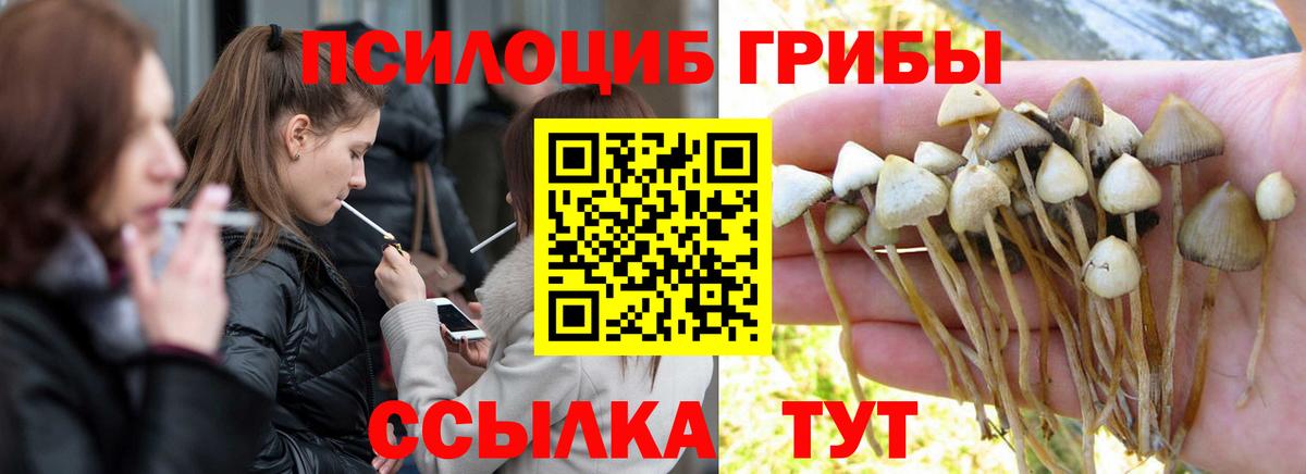 Псилоцибиновые грибы Cubensis  Вход с VPN  Калач-на-Дону 